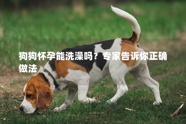 狗狗怀孕能洗澡吗？专家告诉你正确做法