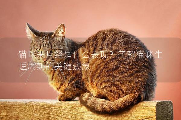 猫咪来月经是什么表现？了解猫咪生理周期的关键迹象