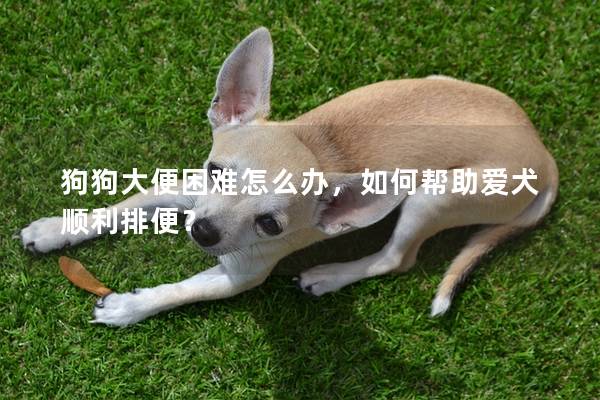 狗狗大便困难怎么办，如何帮助爱犬顺利排便？