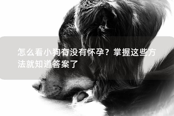 怎么看小狗有没有怀孕？掌握这些方法就知道答案了