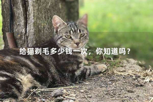 给猫剃毛多少钱一次，你知道吗？