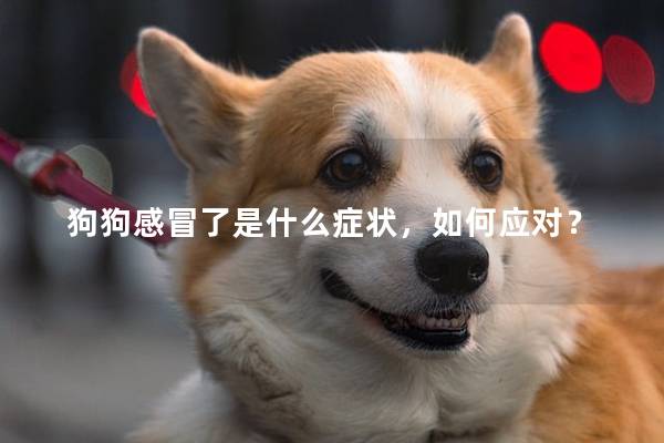 狗狗感冒了是什么症状，如何应对？