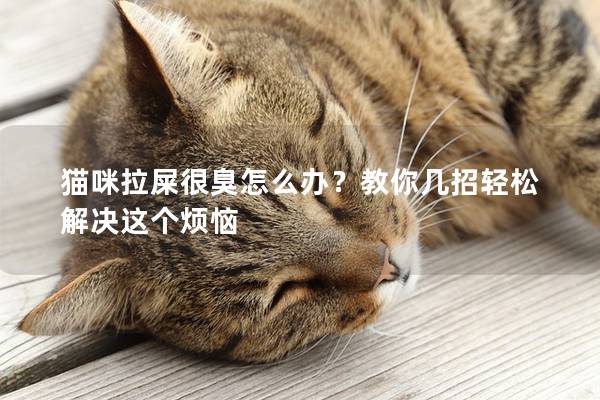 猫咪拉屎很臭怎么办？教你几招轻松解决这个烦恼