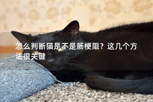 怎么判断猫是不是肠梗阻？这几个方法很关键