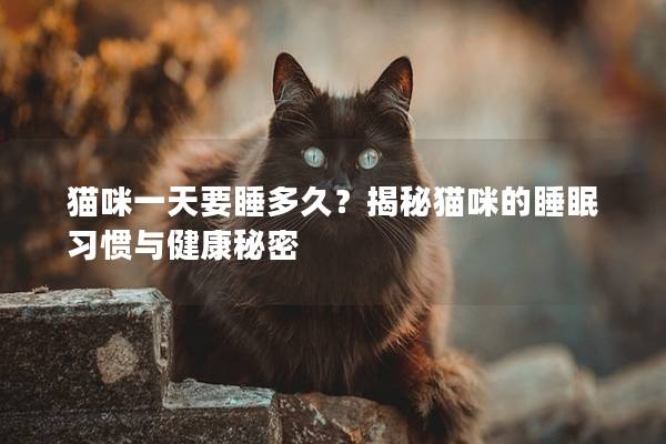 猫咪一天要睡多久？揭秘猫咪的睡眠习惯与健康秘密