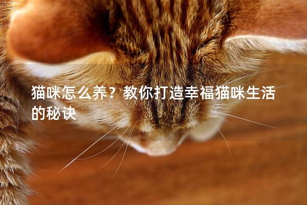 猫咪怎么养？教你打造幸福猫咪生活的秘诀