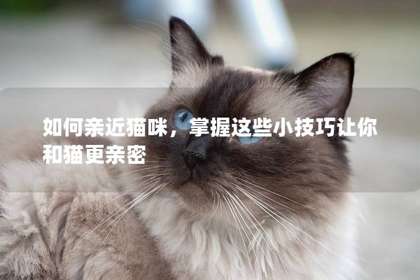 如何亲近猫咪，掌握这些小技巧让你和猫更亲密