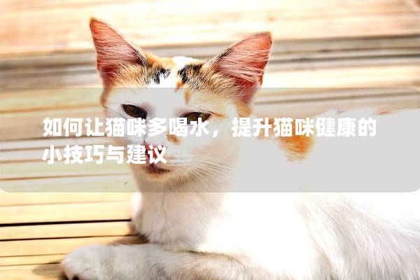 如何让猫咪多喝水，提升猫咪健康的小技巧与建议