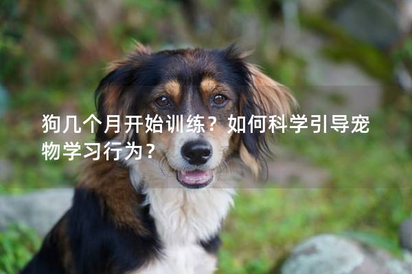 狗几个月开始训练？如何科学引导宠物学习行为？