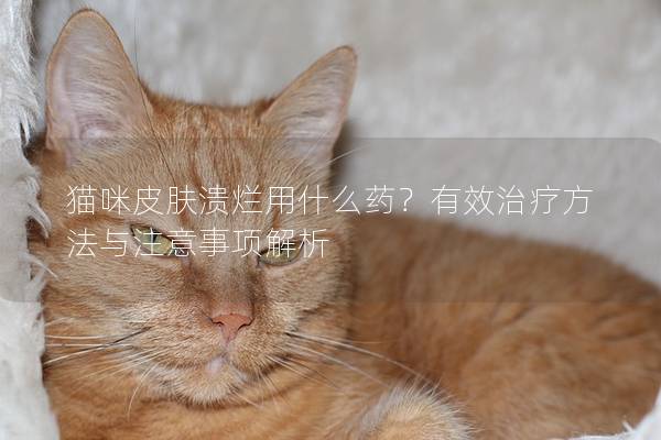 猫咪皮肤溃烂用什么药？有效治疗方法与注意事项解析