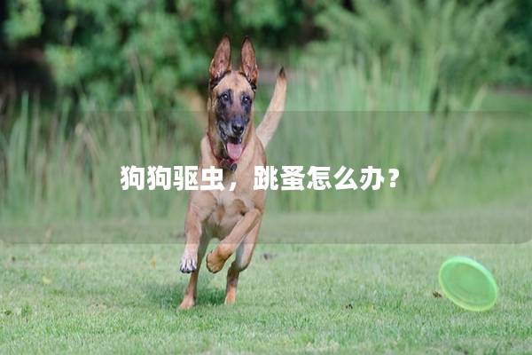 狗狗驱虫，跳蚤怎么办？