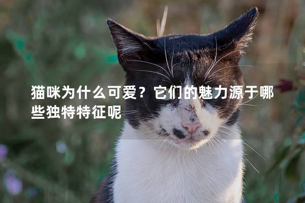 猫咪为什么可爱？它们的魅力源于哪些独特特征呢