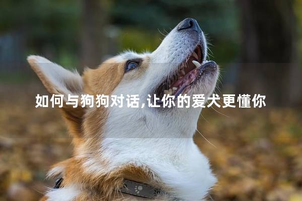 如何与狗狗对话,让你的爱犬更懂你