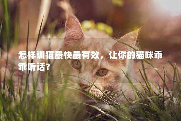 怎样训猫最快最有效，让你的猫咪乖乖听话？