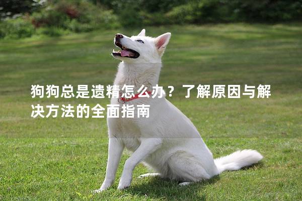 狗狗总是遗精怎么办？了解原因与解决方法的全面指南