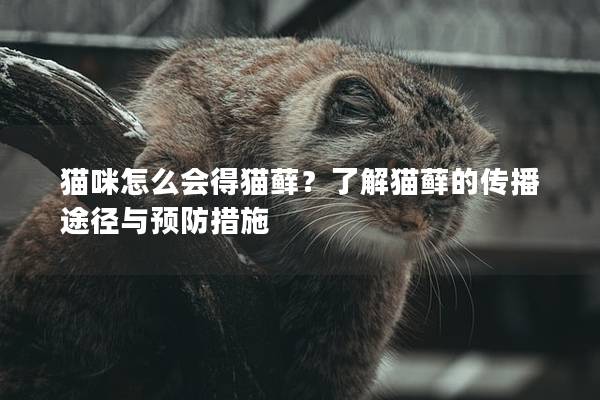 猫咪怎么会得猫藓？了解猫藓的传播途径与预防措施