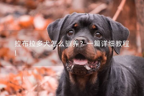 拉布拉多犬怎么驯养？一篇详细教程!