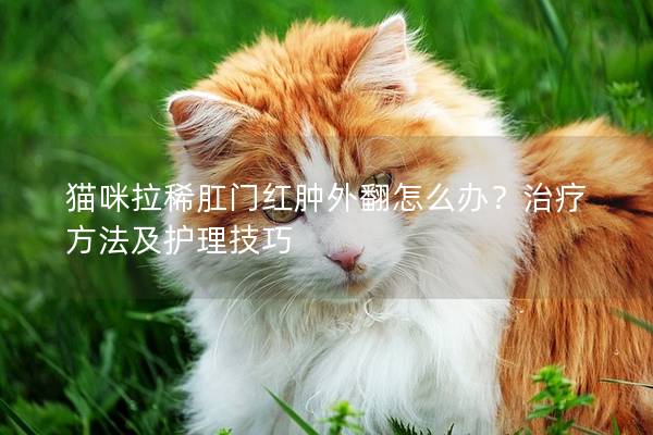 猫咪拉稀肛门红肿外翻怎么办？治疗方法及护理技巧