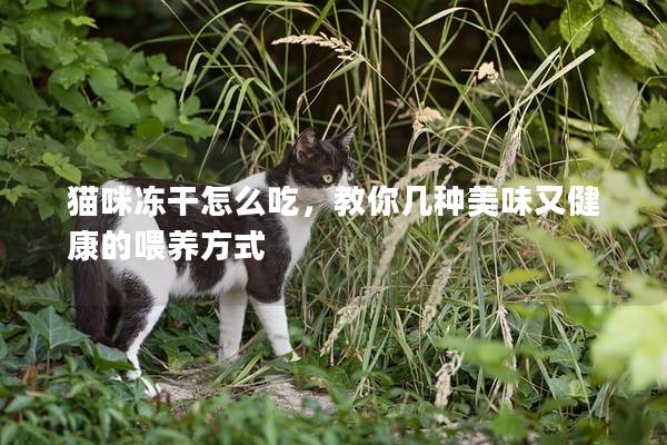 猫咪冻干怎么吃，教你几种美味又健康的喂养方式