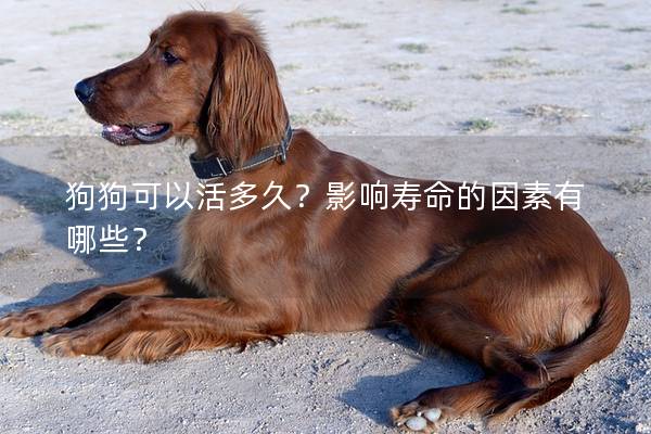 狗狗可以活多久？影响寿命的因素有哪些？