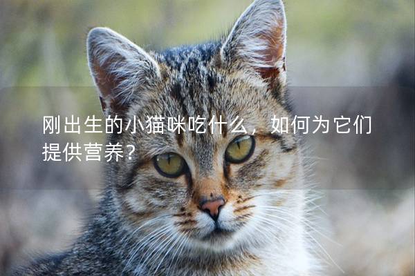 刚出生的小猫咪吃什么，如何为它们提供营养？