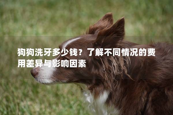 狗狗洗牙多少钱？了解不同情况的费用差异与影响因素