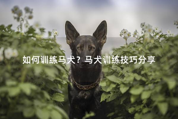 如何训练马犬？马犬训练技巧分享