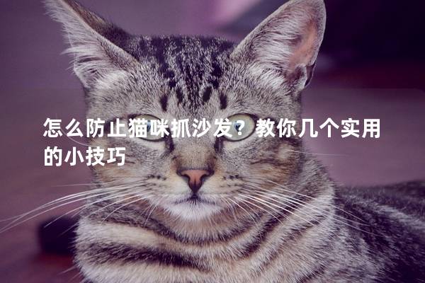 怎么防止猫咪抓沙发？教你几个实用的小技巧