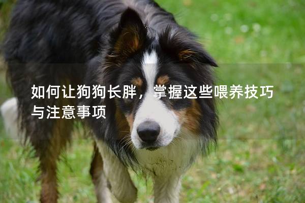 如何让狗狗长胖，掌握这些喂养技巧与注意事项