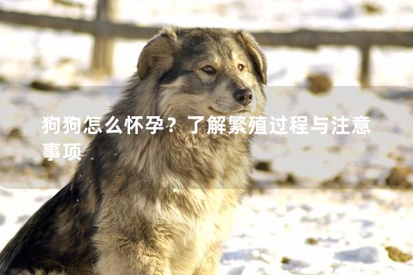 狗狗怎么怀孕？了解繁殖过程与注意事项