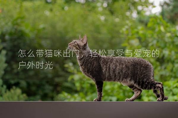 怎么带猫咪出门，轻松享受与爱宠的户外时光