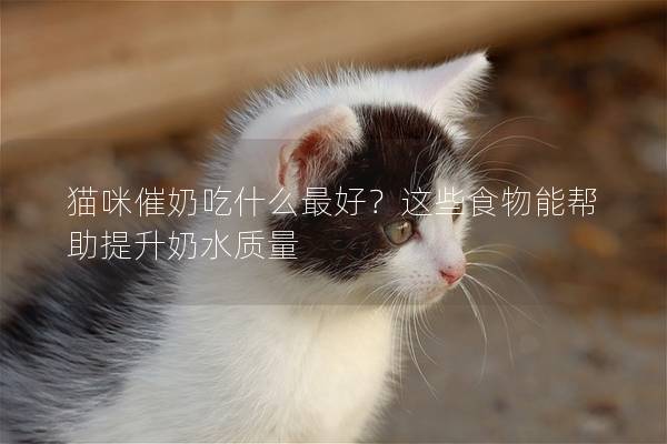 猫咪催奶吃什么最好？这些食物能帮助提升奶水质量