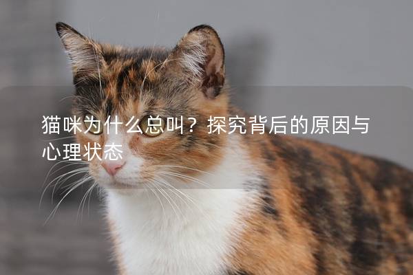 猫咪为什么总叫？探究背后的原因与心理状态