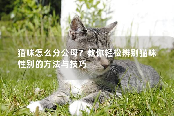 猫咪怎么分公母？教你轻松辨别猫咪性别的方法与技巧