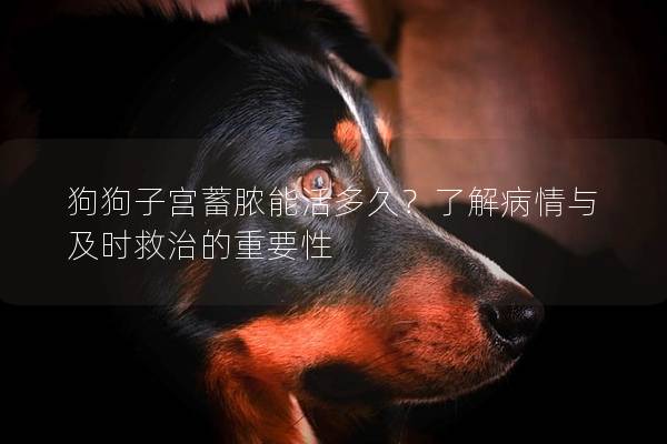 狗狗子宫蓄脓能活多久？了解病情与及时救治的重要性