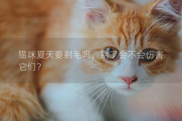 猫咪夏天要剃毛吗，剃了会不会伤害它们？