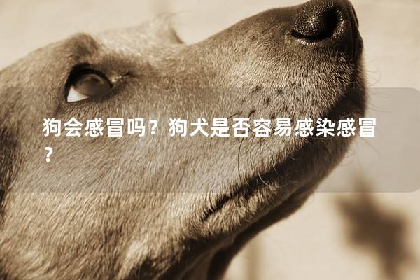 狗会感冒吗？狗犬是否容易感染感冒？