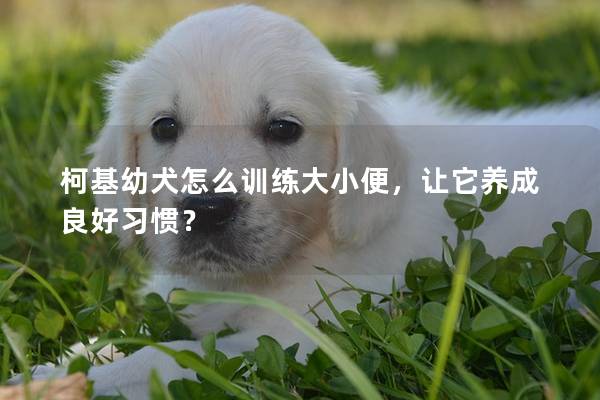 柯基幼犬怎么训练大小便，让它养成良好习惯？