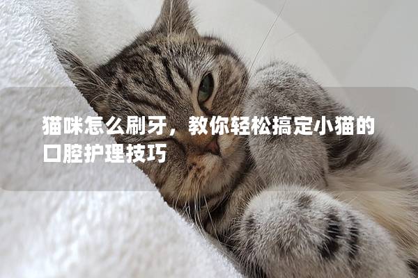 猫咪怎么刷牙，教你轻松搞定小猫的口腔护理技巧