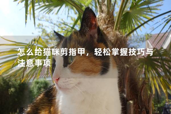 怎么给猫咪剪指甲，轻松掌握技巧与注意事项