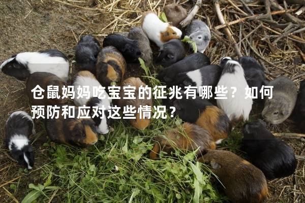 仓鼠妈妈吃宝宝的征兆有哪些?如何预防和应对这些情况? 仓鼠妈妈吃宝宝的征兆有哪些?如何预防和应对这些情况?