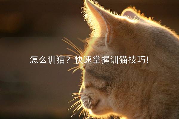 怎么训猫？快速掌握训猫技巧!