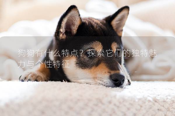 狗狗有什么特点？探索它们的独特魅力与个性特征