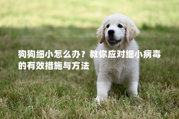 狗狗细小怎么办？教你应对细小病毒的有效措施与方法