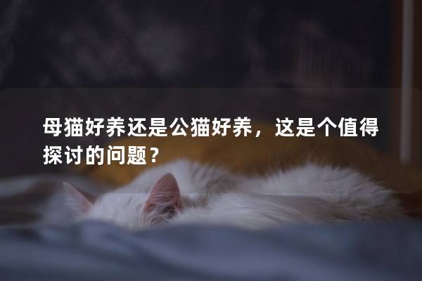 母猫好养还是公猫好养，这是个值得探讨的问题？