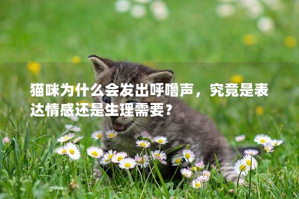 猫咪为什么会发出呼噜声，究竟是表达情感还是生理需要？