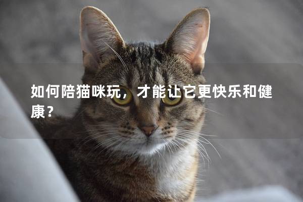 如何陪猫咪玩，才能让它更快乐和健康？