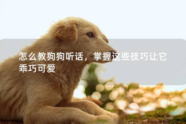 怎么教狗狗听话，掌握这些技巧让它乖巧可爱