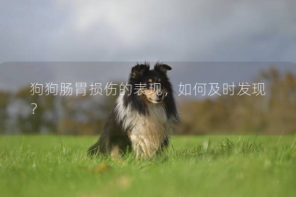 狗狗肠胃损伤的表现，如何及时发现？