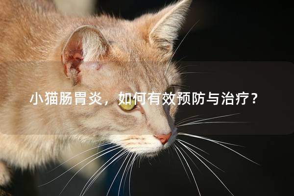 小猫肠胃炎，如何有效预防与治疗？